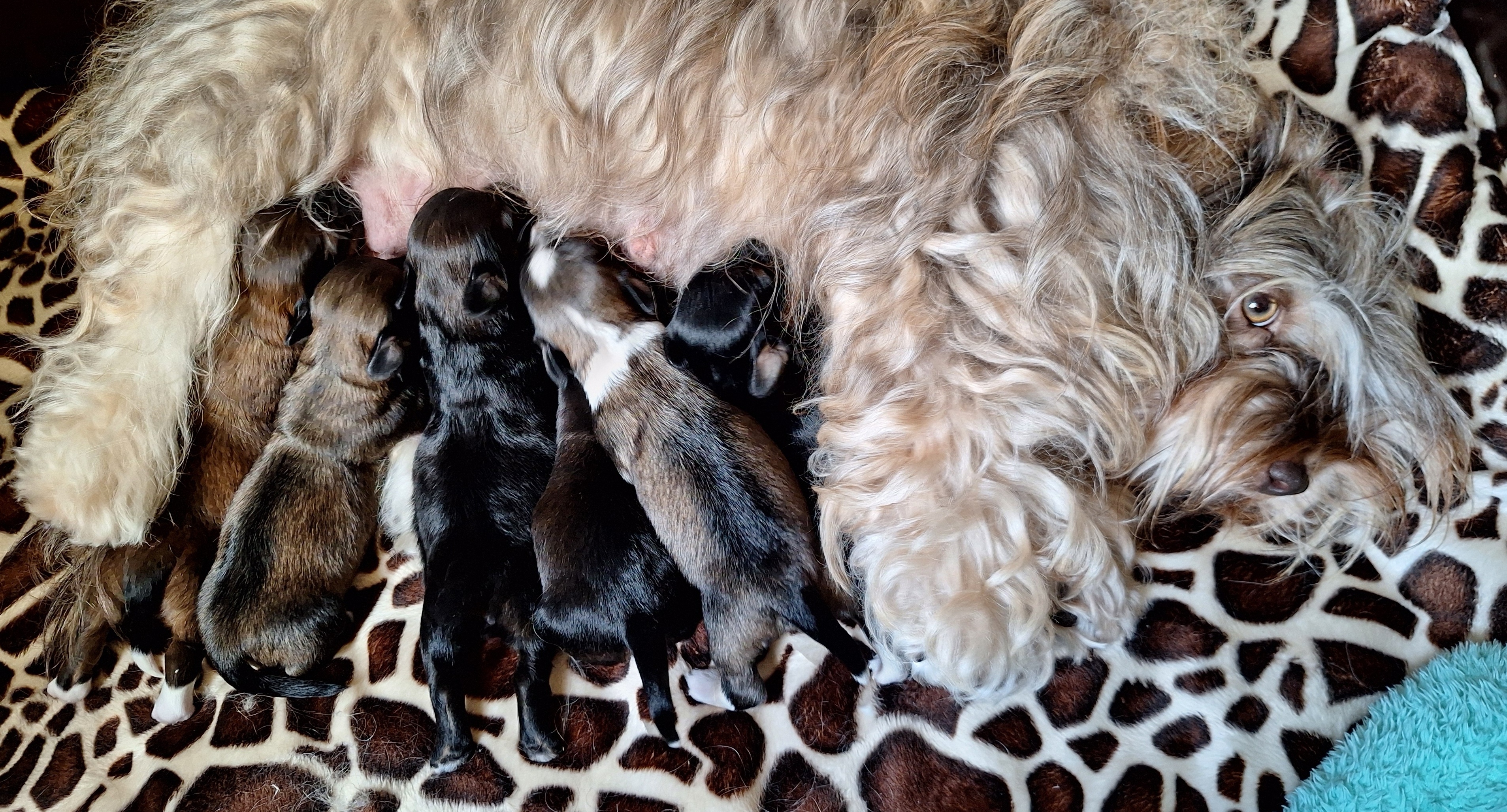 Pups geboren op 26 september 2026