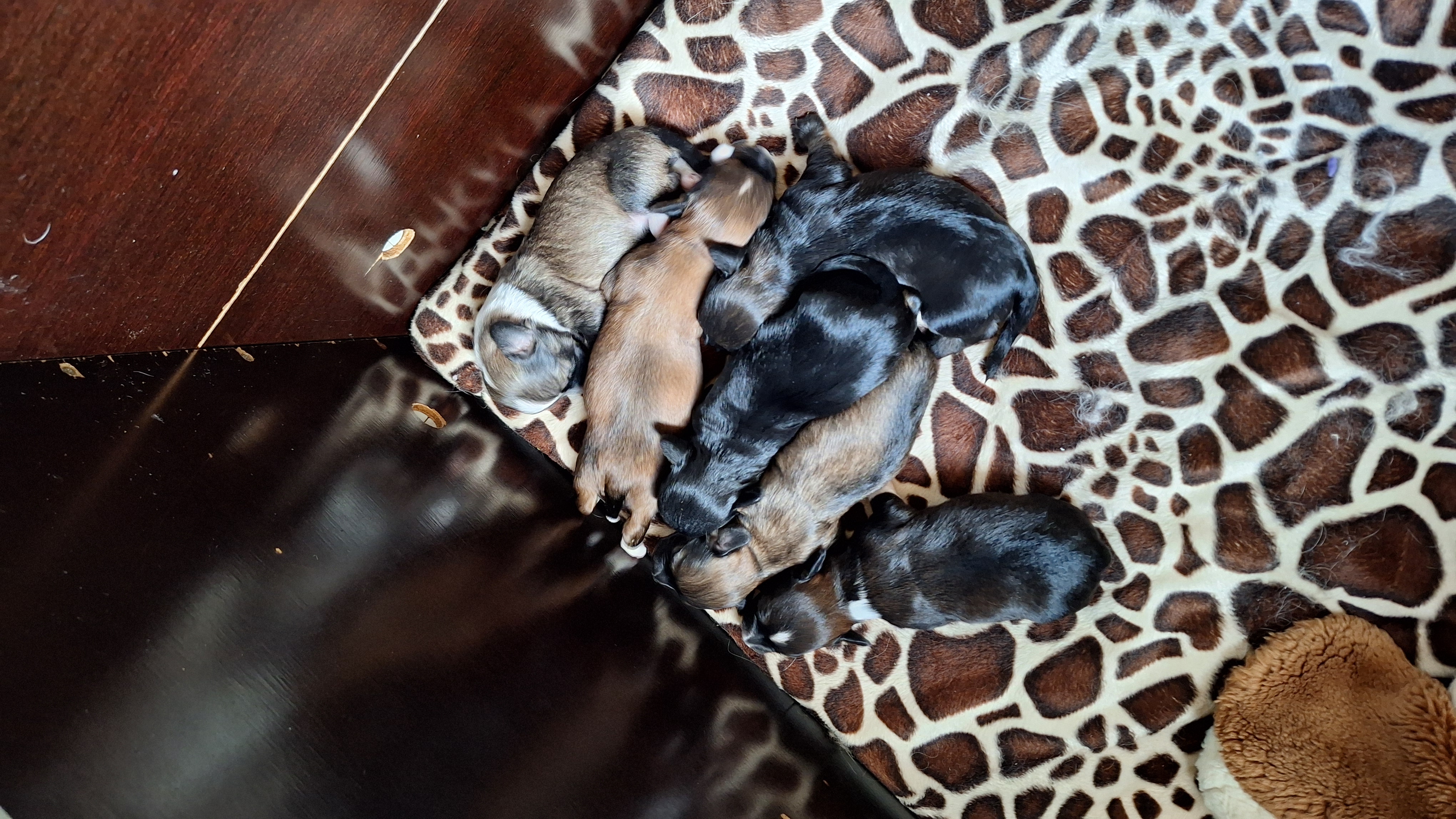 Pupfoto