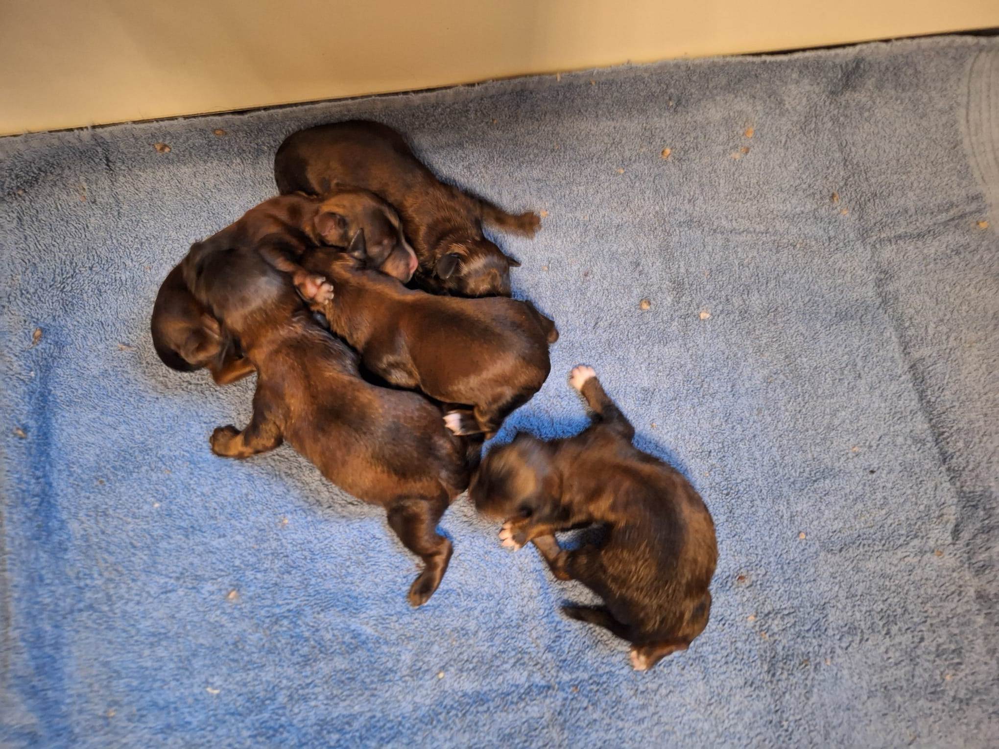 Pups geboren op 14 september 2026