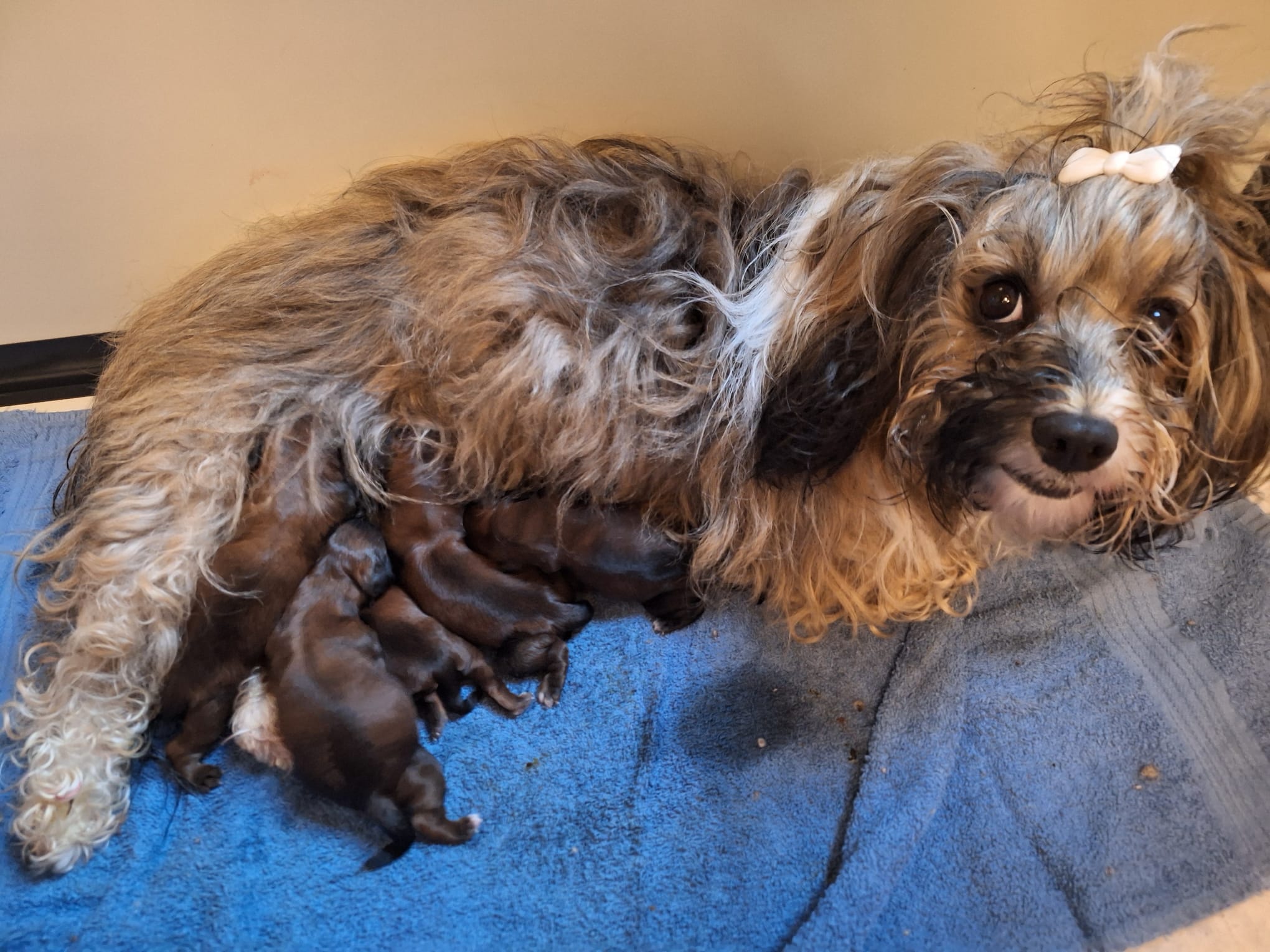 Pups geboren op 14 september 2026
